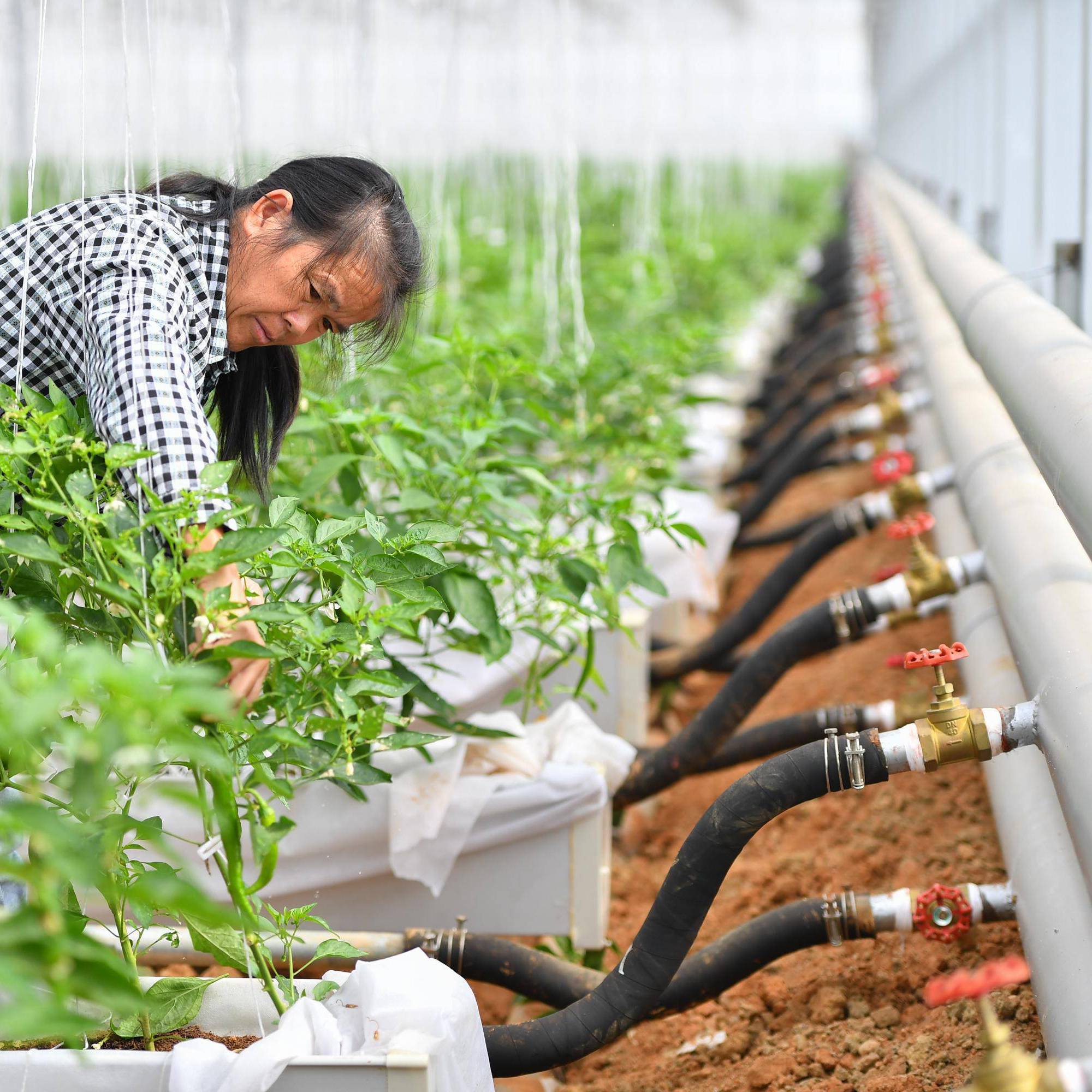 领技富司客智慧农业温度传感器